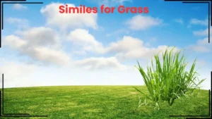 Read more about the article 10+ Similes for Grass: Creative Ways to Describe Greenery<div class="last-updated" style="font-size:14px; font-weight:bold; color:#444; background:#f5f5f5; padding:10px; border-radius:5px; margin-top:10px; margin-bottom:20px;">
                 Last updated: March 29, 2025 at 4:30 am by Charles
            </div>