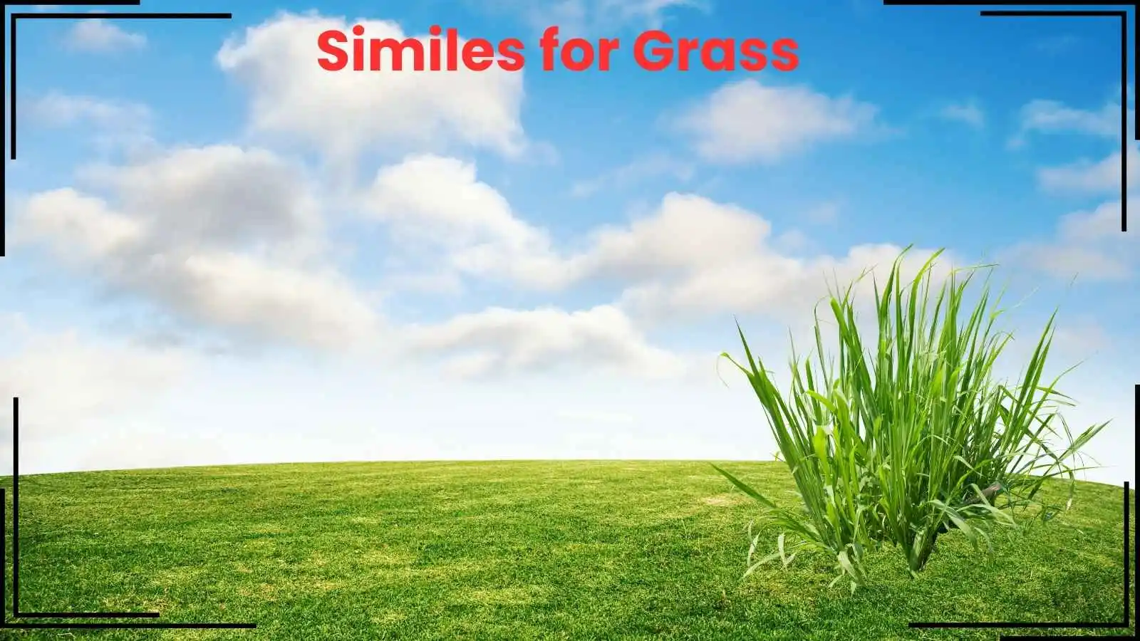 Similes for Grass