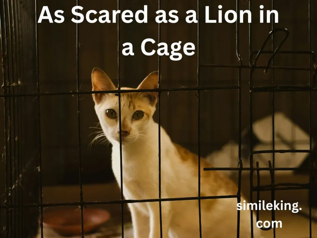 As Scared as a Lion in a Cage