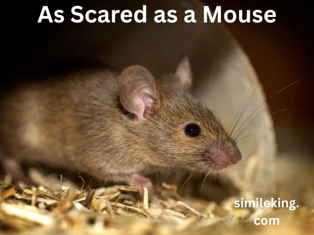As Scared as a Mouse