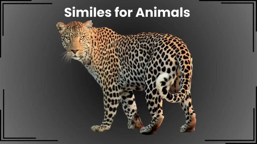 Similes for Animals