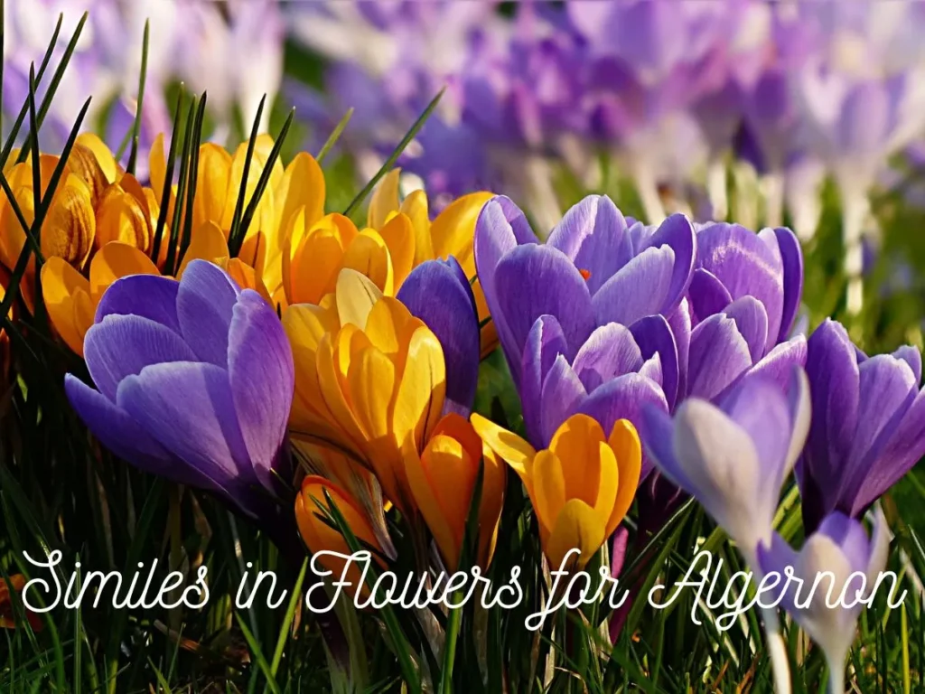 Similes in Flowers for Algernon