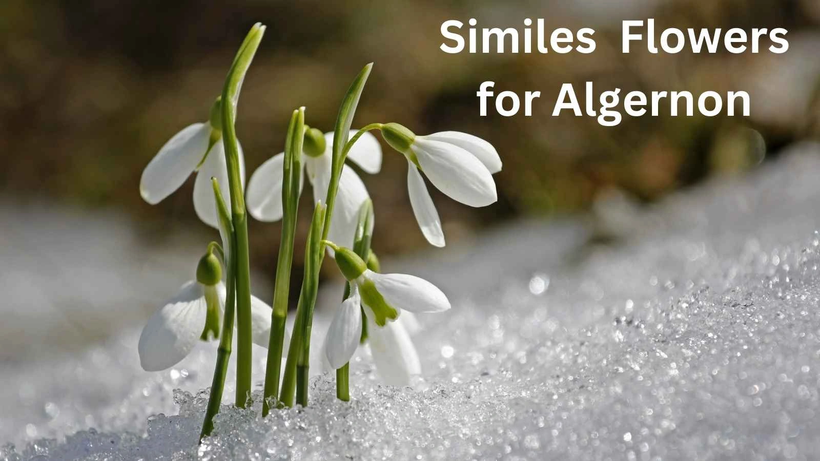 Read more about the article 25+ Similes in the Story Flowers for Algernon