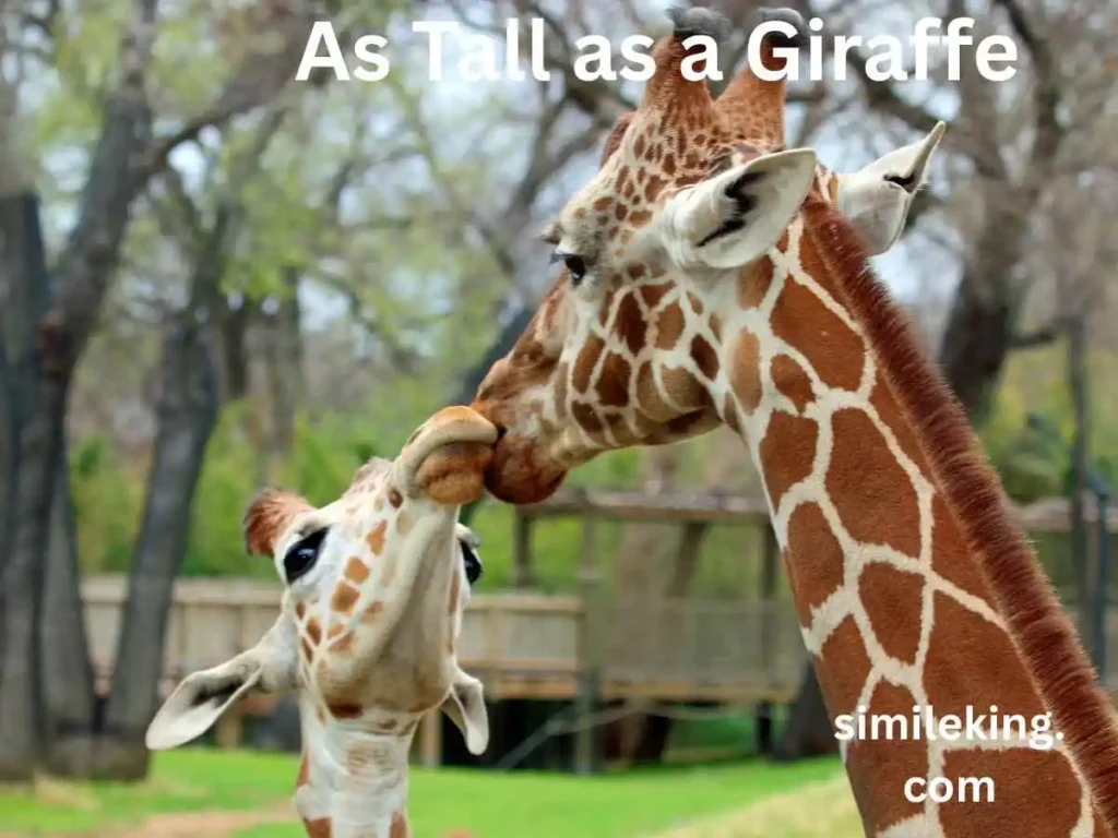 As Tall as a Giraffe