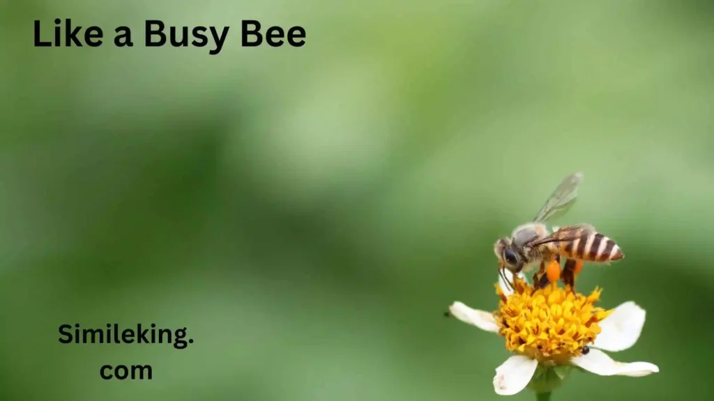 Like a Busy Bee