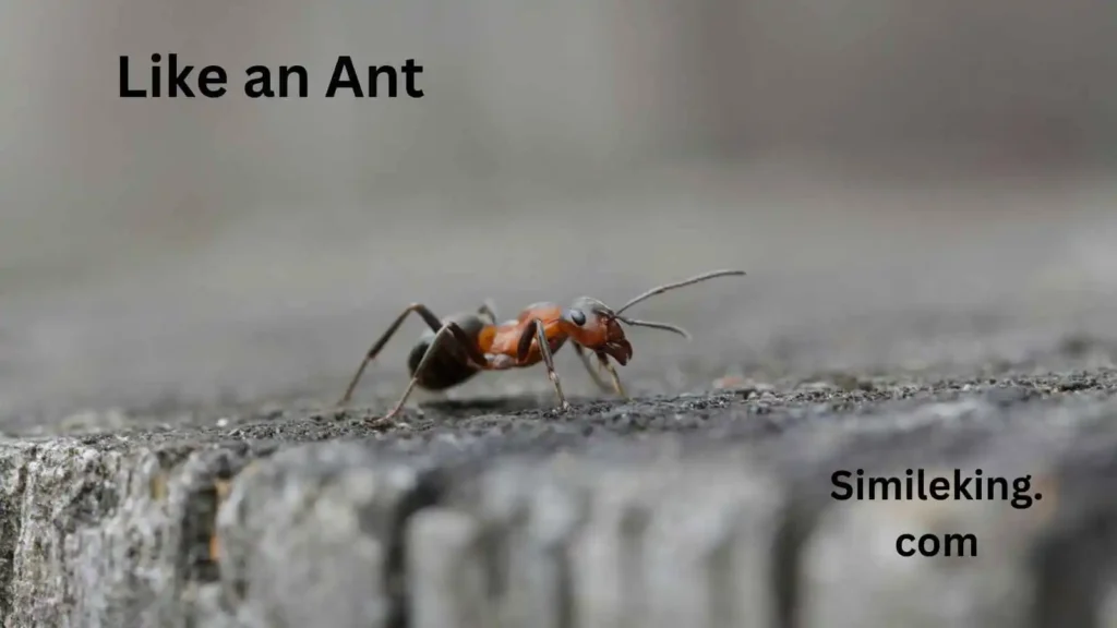 Like an Ant