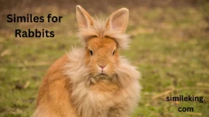 Read more about the article 15+ Similes for Rabbits
