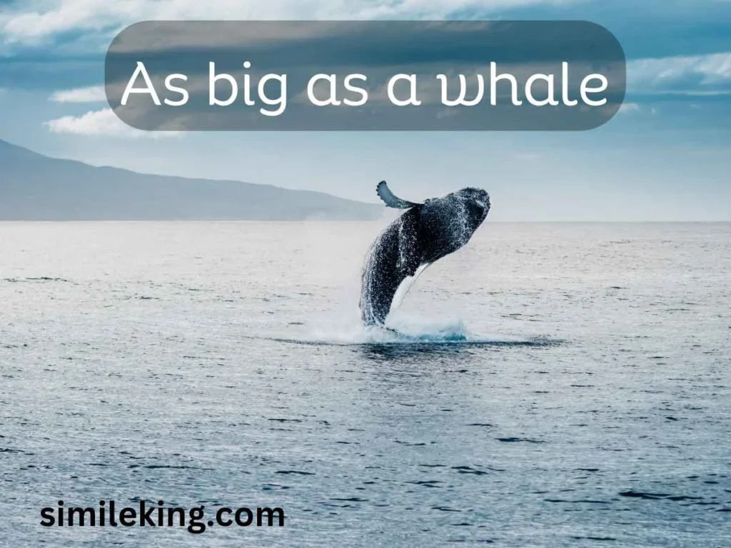 As big as a whale