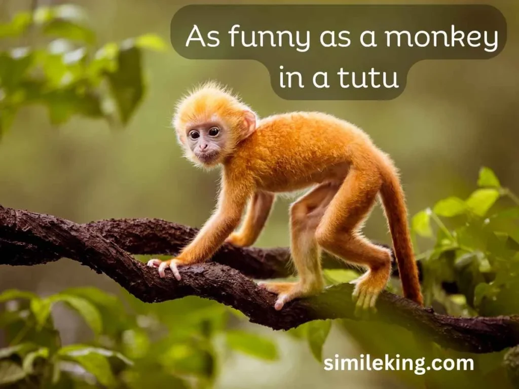 As funny as a monkey in a tutu