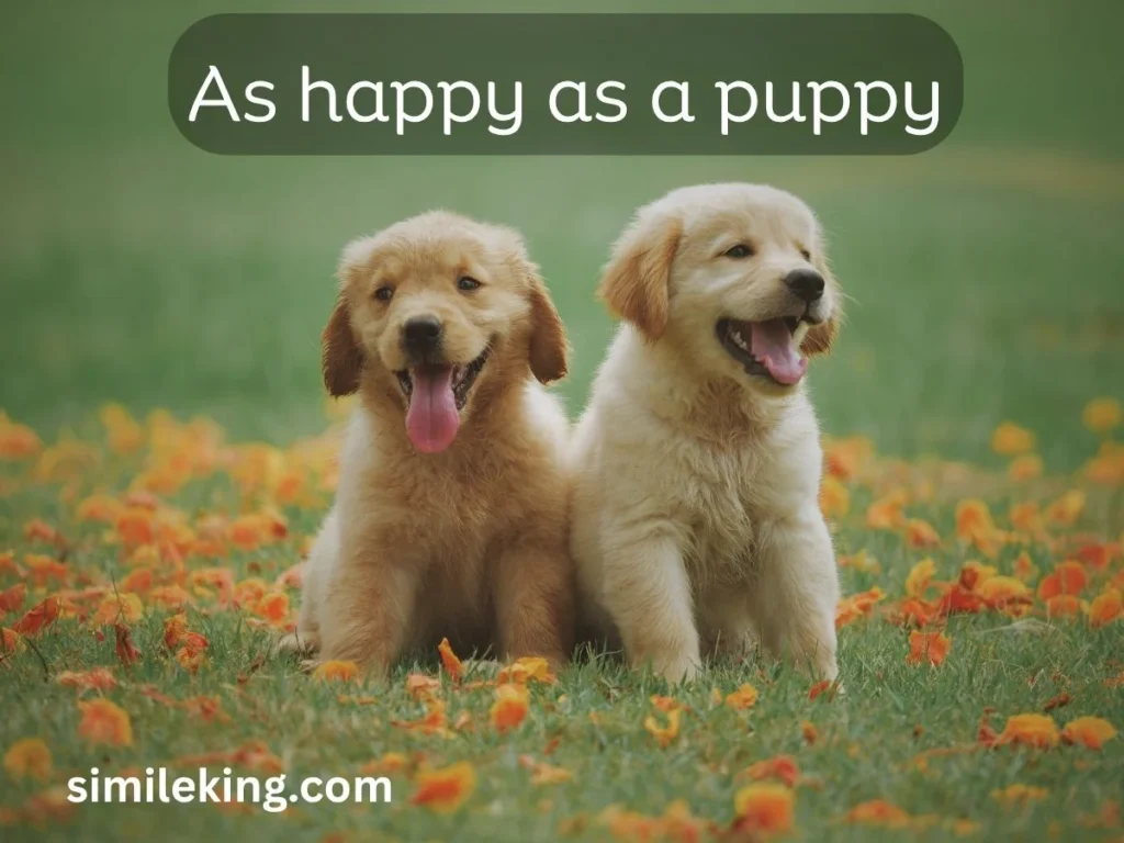 As happy as a puppy
