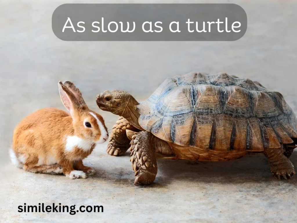 As slow as a turtle