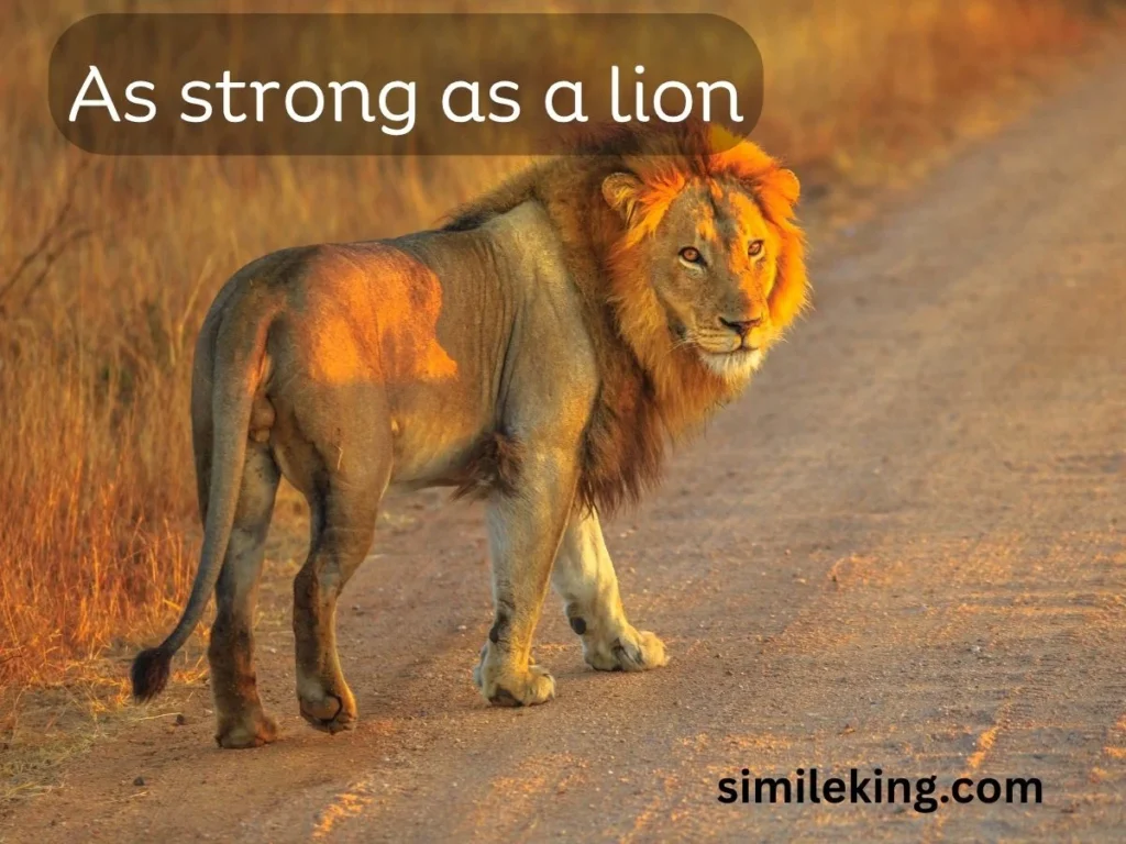 As strong as a lion