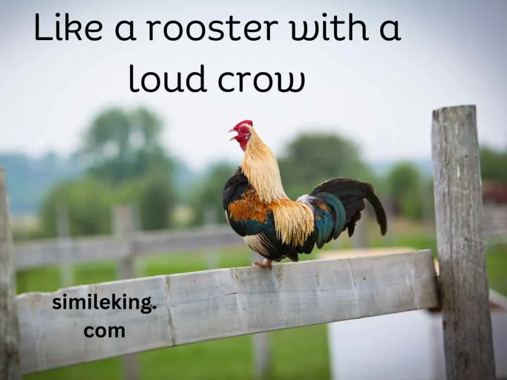 Like a rooster with a loud crow