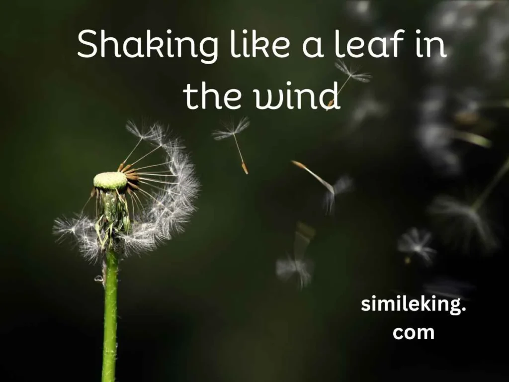 Shaking like a leaf in the wind