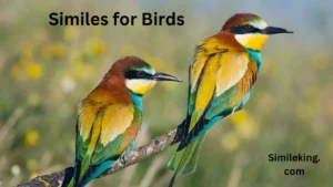 Read more about the article 25+ Similes for Birds<div class="last-updated" style="font-size:14px; font-weight:bold; color:#444; background:#f5f5f5; padding:10px; border-radius:5px; margin-top:10px; margin-bottom:20px;">
                 Last updated: July 14, 2025 at 5:03 am by Charles
            </div>