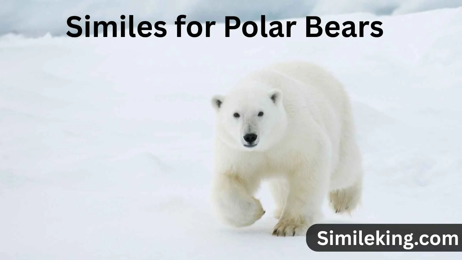 Similes for Polar Bears
