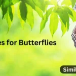 15+ Similes for Butterflies