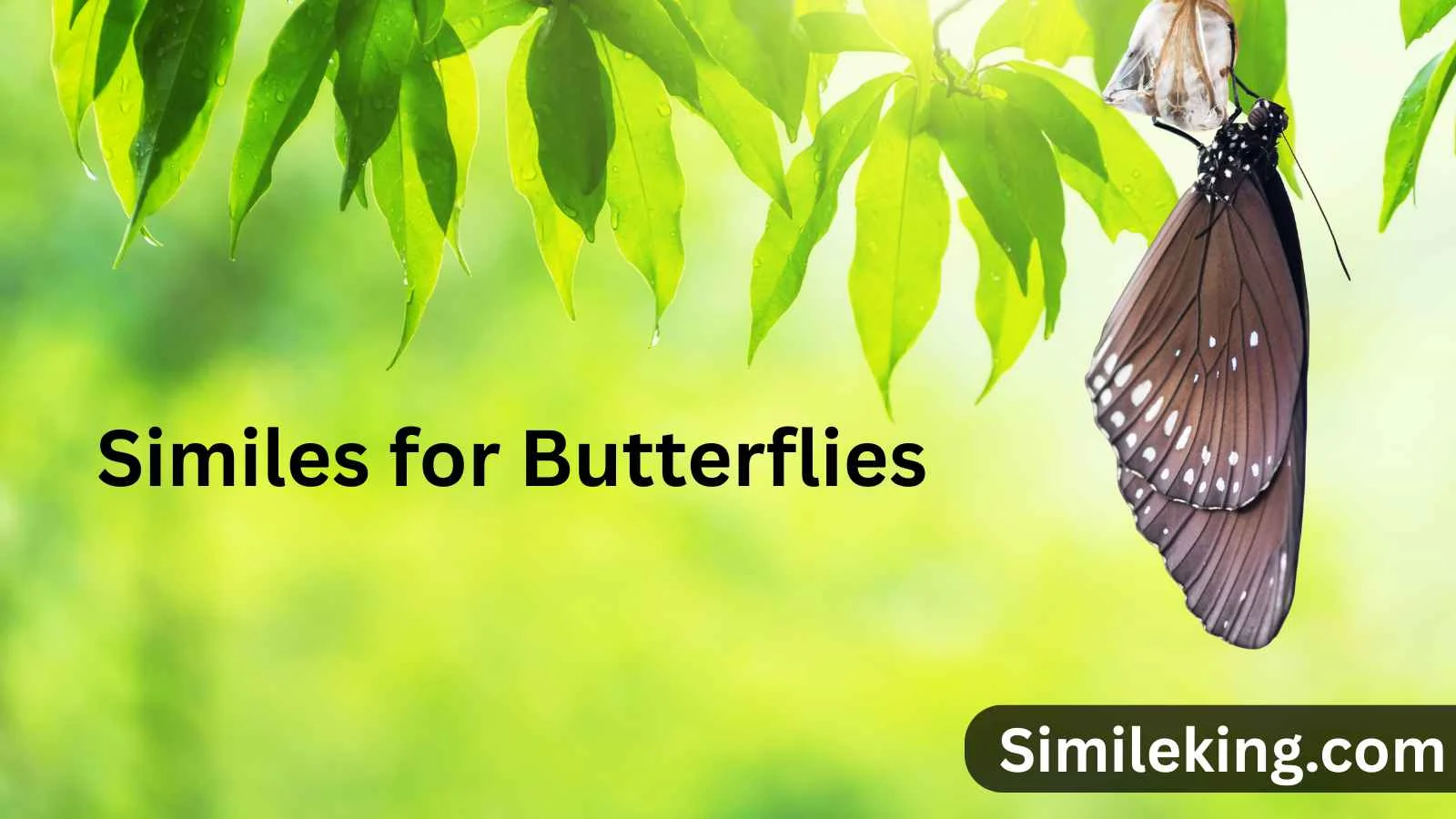 Read more about the article 15+ Similes for Butterflies