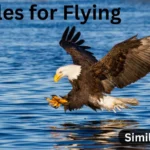 10+ Similes for Flying