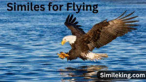 Read more about the article 10+ Similes for Flying<div class="last-updated" style="font-size:14px; font-weight:bold; color:#444; background:#f5f5f5; padding:10px; border-radius:5px; margin-top:10px; margin-bottom:20px;">
                 Last updated: August 4, 2025 at 5:11 am by Charles
            </div>