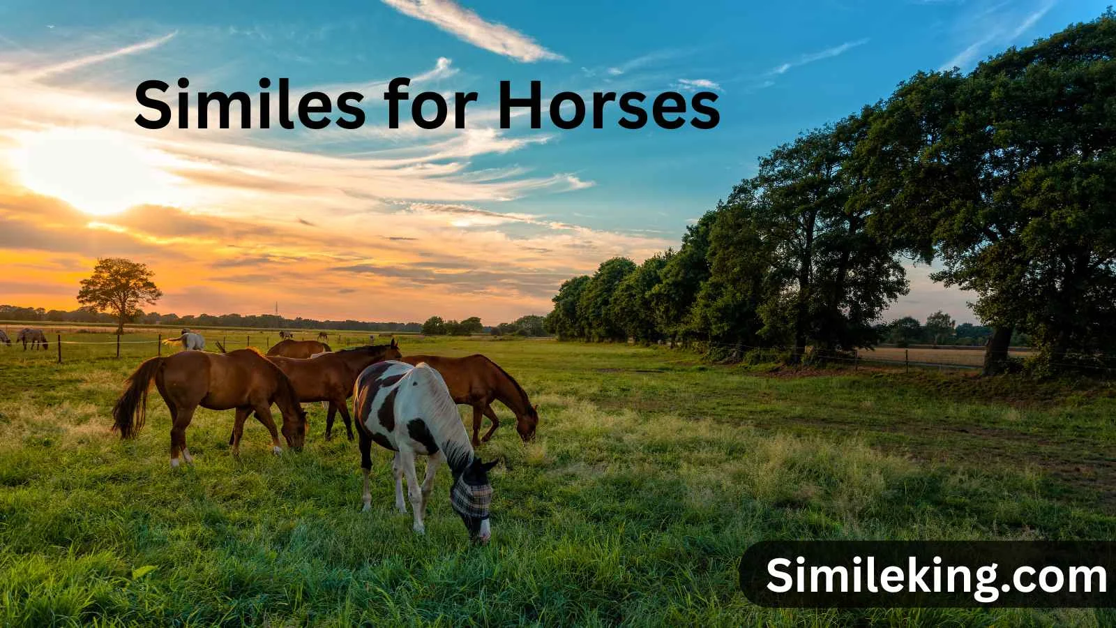 Similes for Horses