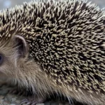 Hedgehog Meaning Slang (2025): Definition, Usage, and Examples
